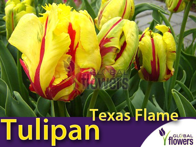 gatunki - tulipan texas flame.jpg