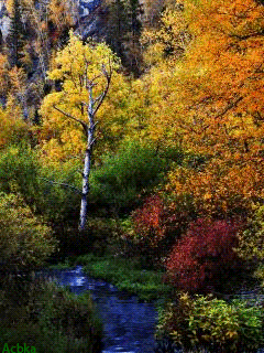  Jesiennie - jesien pejzaz las1_23.gif