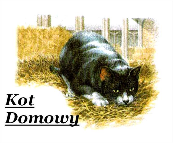 zwierzeta z podpisami obrazki ilustracje - Kot Domowy b1.jpg