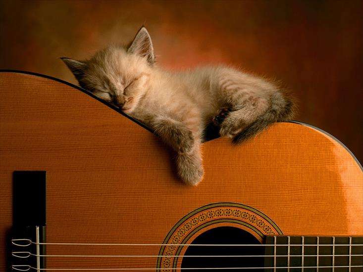 koty - kotek-na-gitarze-klasycznej.jpg