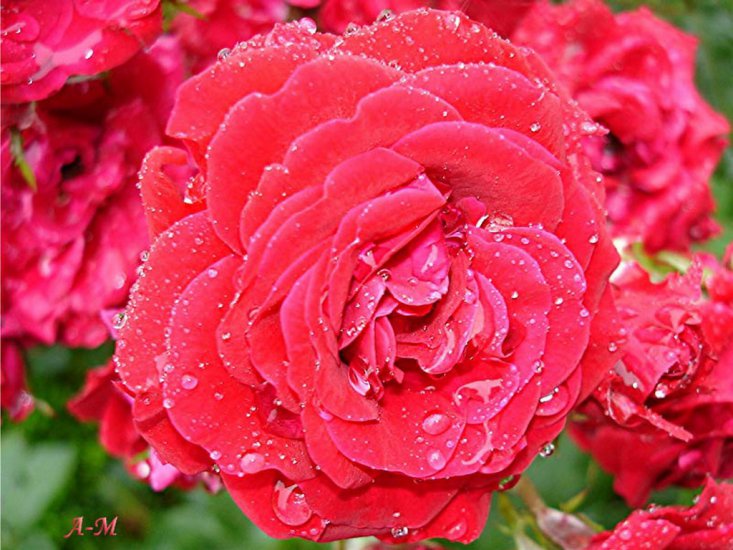 czerwone róże - kwiaty 2.jpg