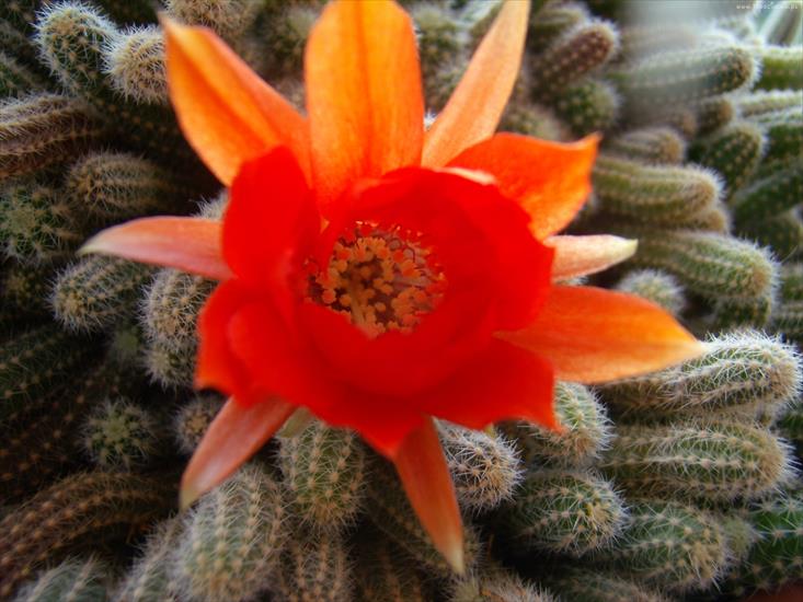 Kwitnące kaktusy - 21493_kwiat_kaktusy.jpg