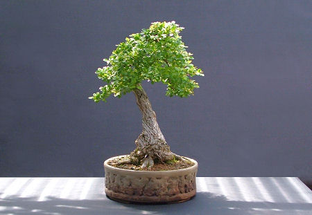   bonsai - najpiękniejsze drzewka - 38.jpg