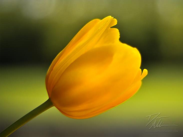 Kwiaty - tulipan-alf.jpg