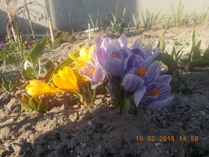 kwiatki 2015 - DSCN2349.JPG