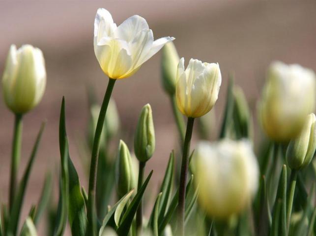  tulipany - Tulipan z odmiany Jan Paweł II fot. Newspix.jpg