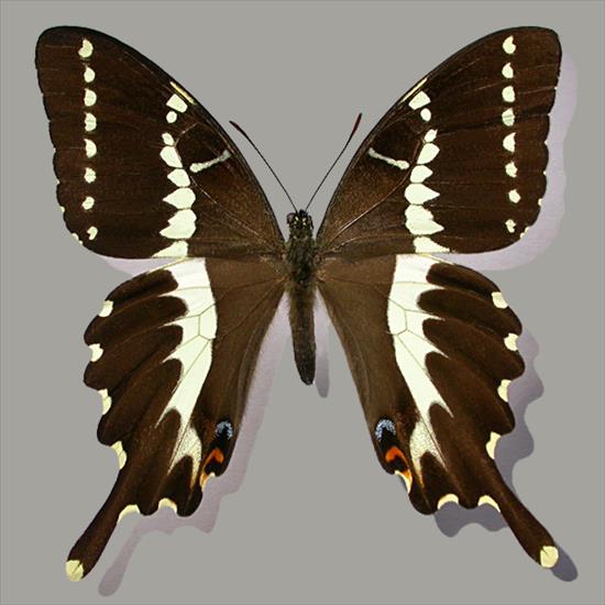 Motyle egzotyczne - Papilio_delalandii F.jpg