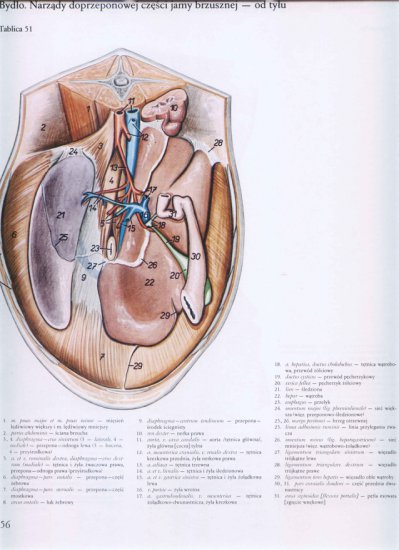 atlas anatomii-tułów - 052.jpg