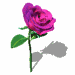 róże - sdf.gif