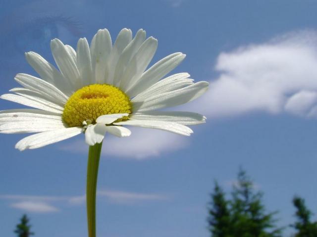 Stokrotki margaretki - small daisy flowers.jpg