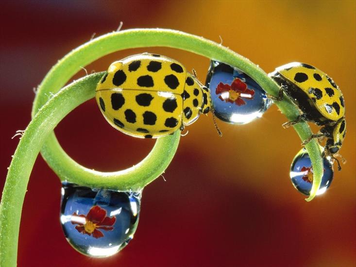 OWADY,PAJĄKI I INNE - twenty-two-spotted_ladybird_beetles.jpg