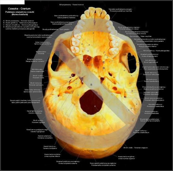 Anatomia - Podstawa zewnętrzna czaszki.jpg
