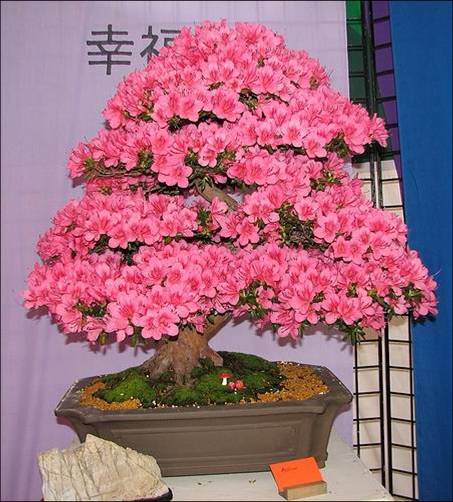   bonsai - najpiękniejsze drzewka - Obraz17.jpg