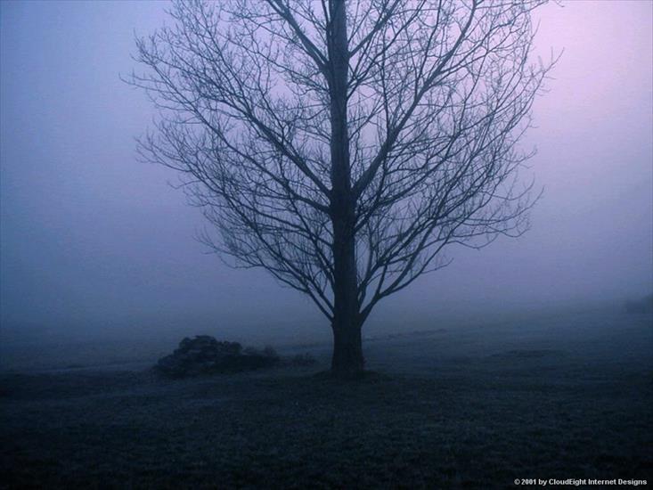 tapety_landscapes - foggy-tree1024.jpg