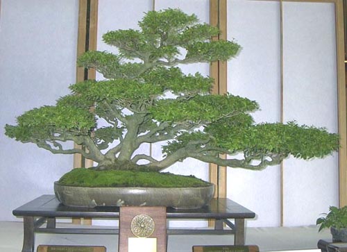 Drzewka -Bonsai - 170030privet_ligustrum_sp_.jpg