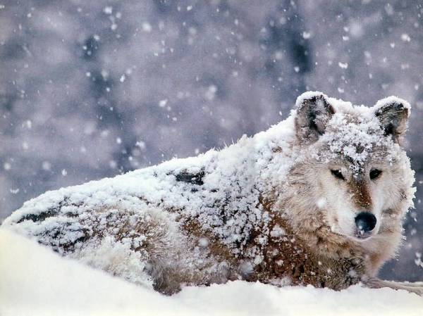 Janek0010 - wilk śnieżny.jpg