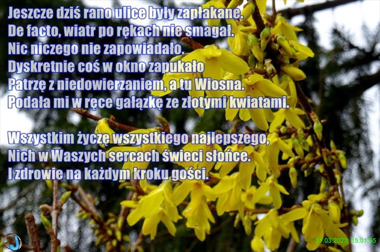 Rabsztyn Tadeusz - 2023-03-21_DSC01129_2023-03-21_Przyszła wiosna i ofiarowała gałązkę złotych kwiatów 2.jpg