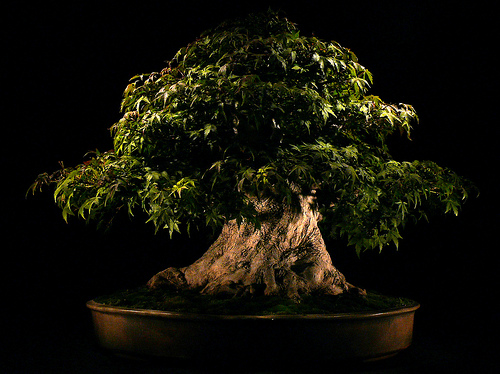 - NATURA - - drzewko-bonsai-japonia.jpg