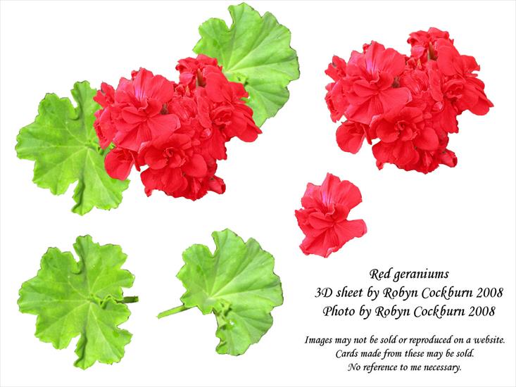 kwiaty - geranium-3d-ver2.jpg
