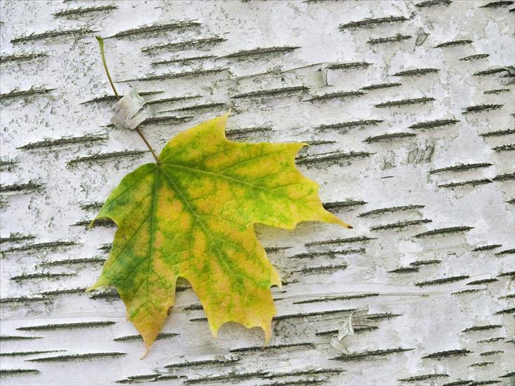 Webshots Premium Wallpapers - Sugar Maple Leaf on Birch Bark.jpg