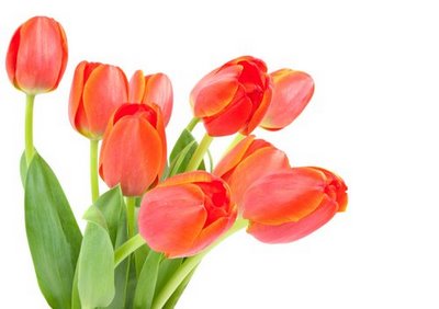 DZIEŃ KOBIET - tulipany33.jpg