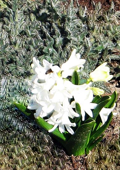 Kwiaty z mojej rabaty - Hiacynt 5.jpg