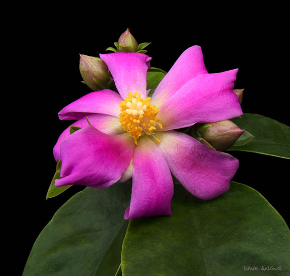 Kwitnące kaktusy - Pereskia grandifolia ssp grandifolia1.jpg