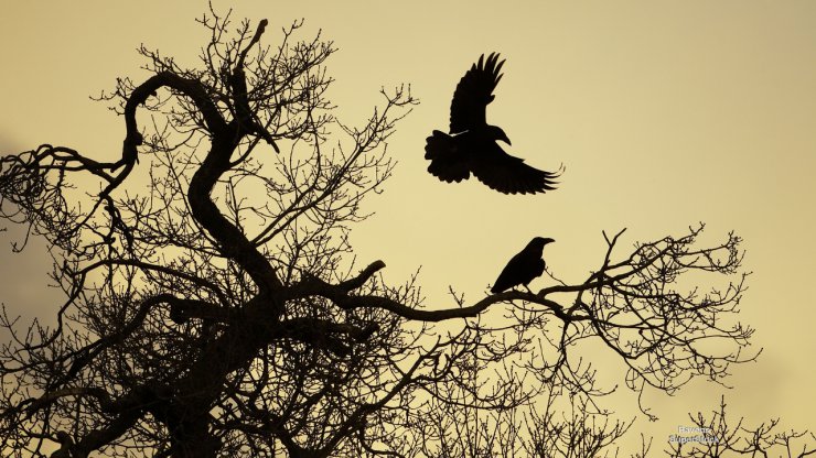 Ptaki - Ravens.jpg