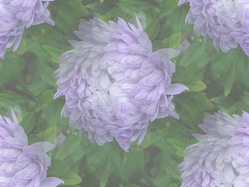 Kwiatowe - Flowers22c 9.jpg