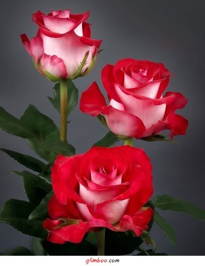 Róża-piękny kwiat - róża 27.jpg