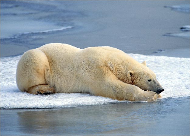 Przerażające Zdjęcia - polar-bear-pictures8.jpg