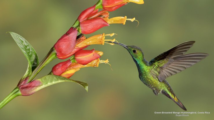 Ptaki - Green-Breasted Mango Hummingbird, Costa Rica.jpg