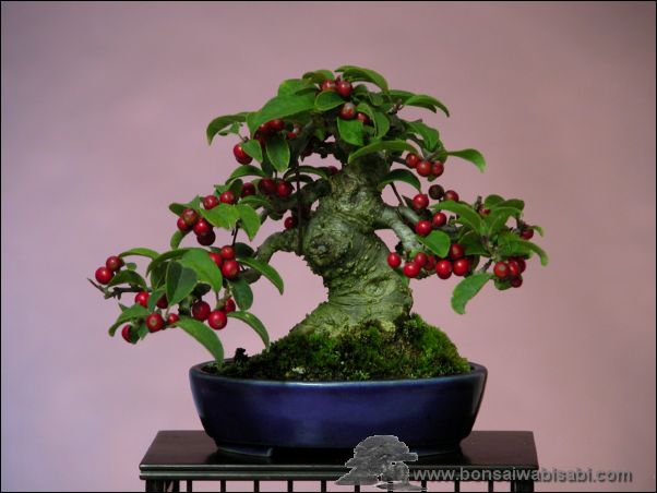 Bonsai2 - bonsai1.jpg