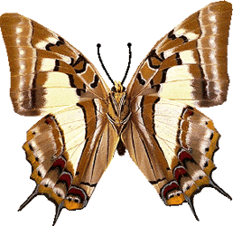 motyle-owady - 048.gif