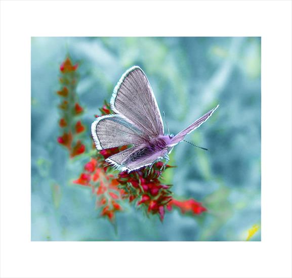 Motyle - Tired_Moth_by_Callu.jpg