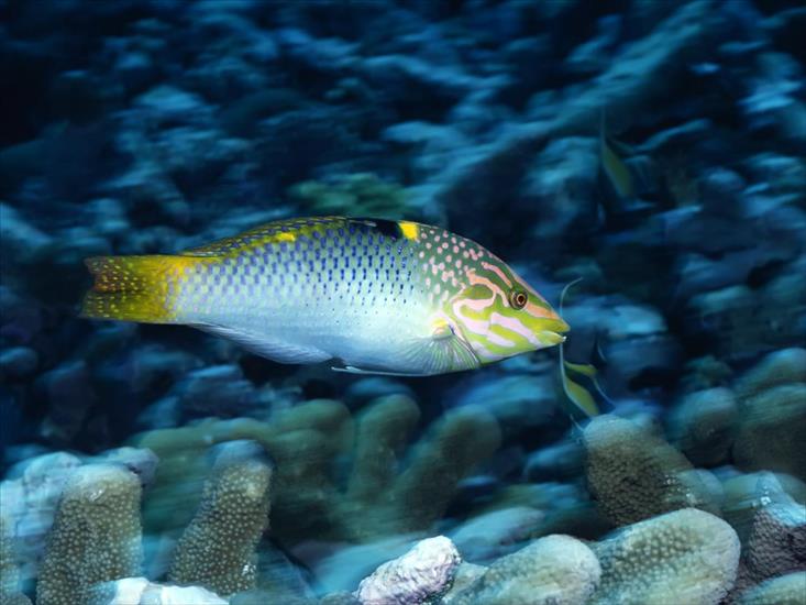 ciekawe tła i tapety na komórkę - Underwater Wallpaper 75.jpg