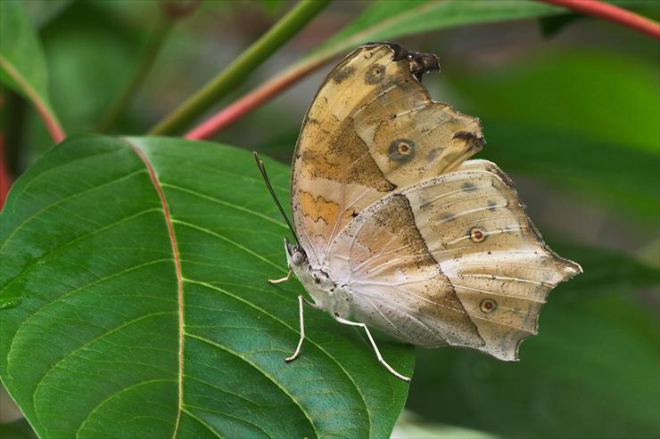 Butterflies - 04 - Salamis Parhassus, Central Africa.jpg