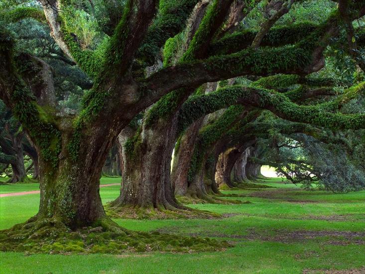 Ciekawe drzewa - Live Oaks, Oak Alley Plantation, Vacherie, Louisiana1.jpg