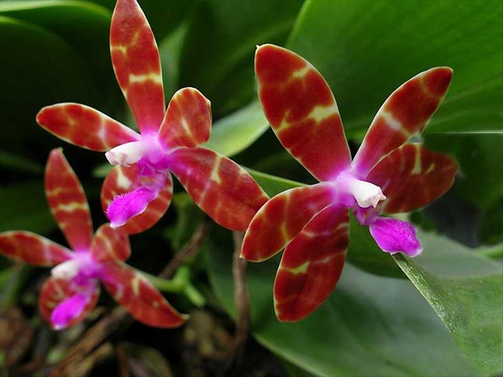 dla oka - phalaenopsis_bastianii.jpg