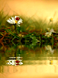 Gify  Kwiaty - kwiatek natura - wodne.gif