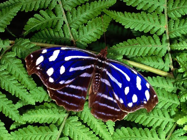 motyl-niebieski - motyl20.jpg