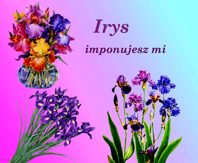 Kwiaty i ich znaczenie - Irys.jpg