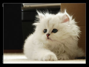 Koty - Biały rozczochrany kotek.jpg