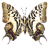 MOTYLE - motyl vlinders 30.gif