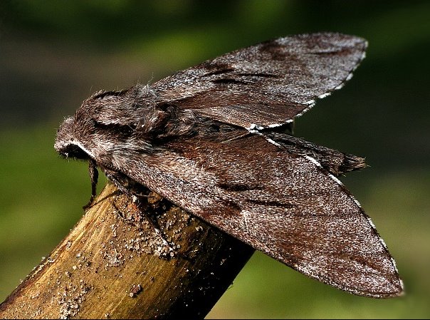 MAKROFOTO  MOTYLE - Zawisak Borowiec Sphinx Pinastri1.jpg