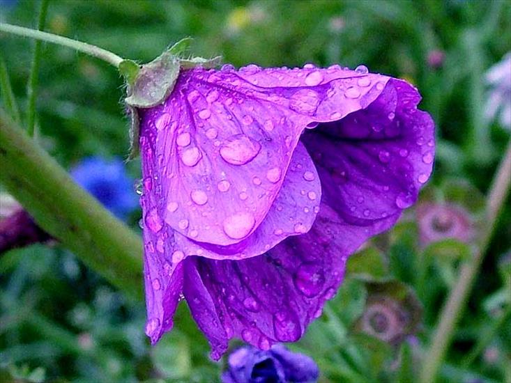 KWIATY FIOLETOWE - violet-flower-5.jpg