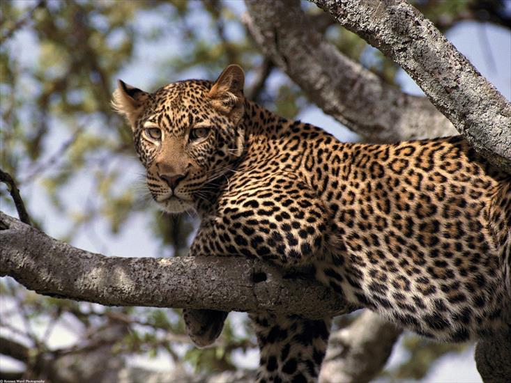 Wielkie koty - hanging20out,20african20leopard,20tanzania,20africa.jpg