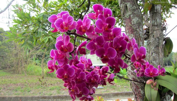 Storczyki - tapeciarnia.pl179475_orchidea_drzewo.jpg