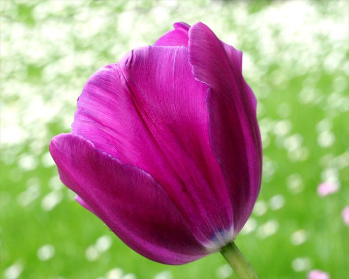 KWIATY_Obrazki i gify - Single-Purple-Tulip.jpg