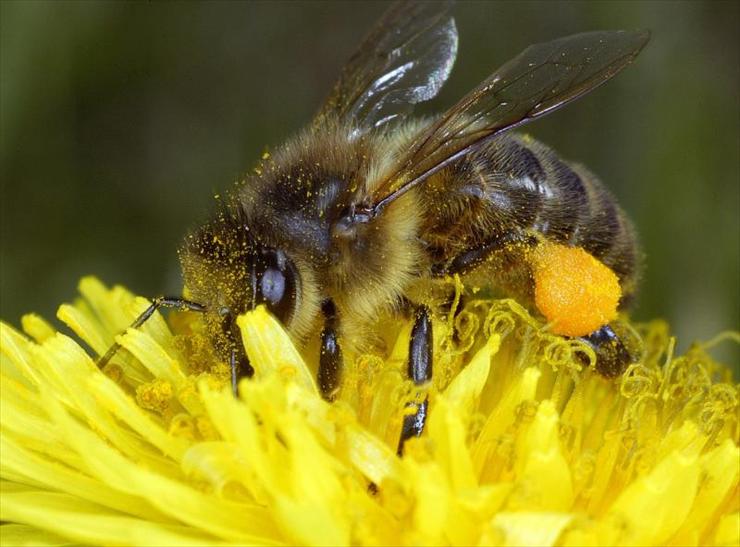  GMO - Pszczoła miodna.jpg